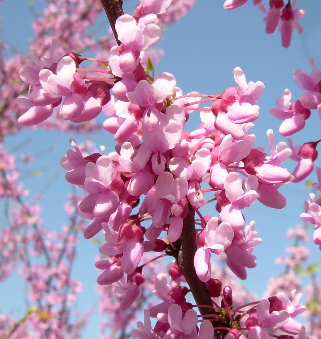 Eastern Redbud Multi Stem Natorps Online Plant Store